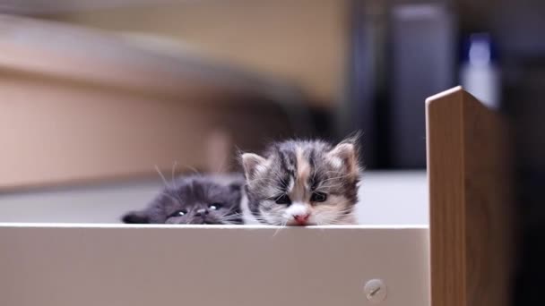 两只可爱的毛茸茸的新生小猫坐在一个木制的睡盒里 细细地啃着它那边沿的近景 — 图库视频影像