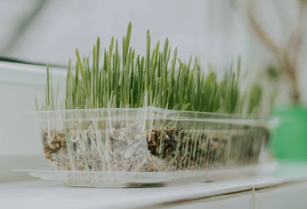 Sprouted oats in a transparent plastic container with toit on a white tiled windowsill with depth of field and a blurred background, close-up view from below. Gardening concept.