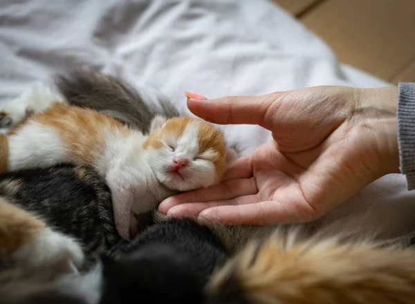 The hand of a young Caucasian girl touches a sweet and cute sleeping ginger newborn kitten with a mother cat lying on a white bed, top view, close-up. Pet lifestyle concept.