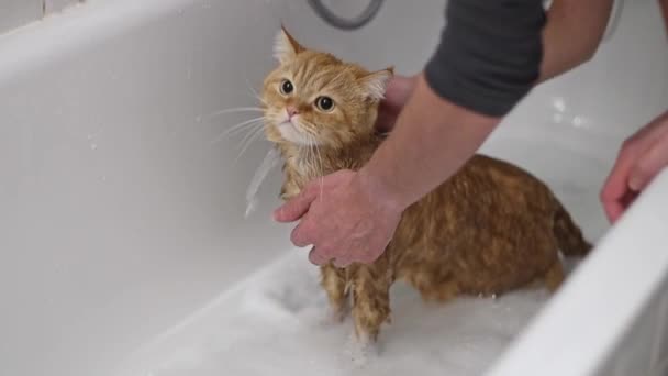 若い白人男性の手は 湿ったショウガの血まみれの英国の猫が石鹸水で浴槽に立って 彼を洗い流し ゆっくりとした動きでクローズアップサイドビュー — ストック動画