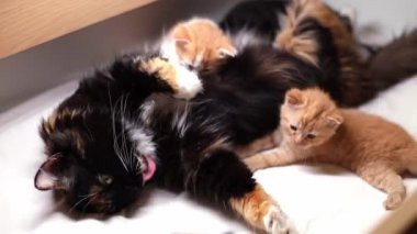Üç renkli tüylü ve safkan bir kedi anne yeni doğmuş kedilerle oynar, beyaz bir yatakta, tahta bir kutunun içinde, yakın plan çekimde..