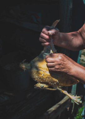 Tanınmayan orta yaşlı beyaz bir kadın, ördeğin kanatlarından tüyleri koparıp, askıya alıp, bir yaz akşamında, yakın çekimde pişirmeye hazırlıyor..