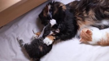 Üç renkli tüylü ve safkan bir kedi anne yeni doğmuş bir kediyi yalıyor, beyaz bir yatakta, tahta bir kutunun üzerinde, yukarıdan yakın çekim görüntüsünde yatıyor..