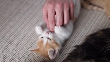 Tanınmayan genç bir beyaz adam, yaz günü oturma odasında beyaz ve kırmızı bir kedi yavrusunu nazikçe okşar. Yan görüntüsü yavaş çekilir.
