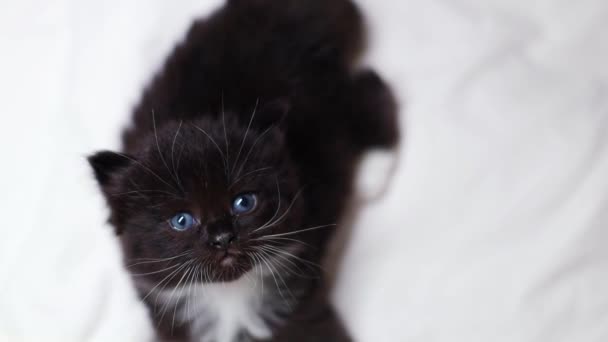 Pequeño Gatito Negro Lindo Esponjoso Recién Nacido Con Ojos Azules — Vídeos de Stock
