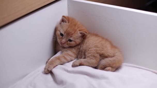 一只可爱的毛茸茸的小红猫躺在木箱里的一张白色的床上 慢慢地睡着了 — 图库视频影像