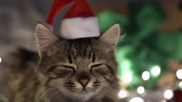 Piccolo Gattino Marrone Carino Con Mini Cappello Babbo Natale Sulla — Video Stock