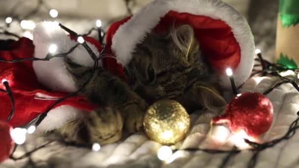 One Small Cute Brown Kitten Dressed Santa Claus Lies Sofa — Stock Video