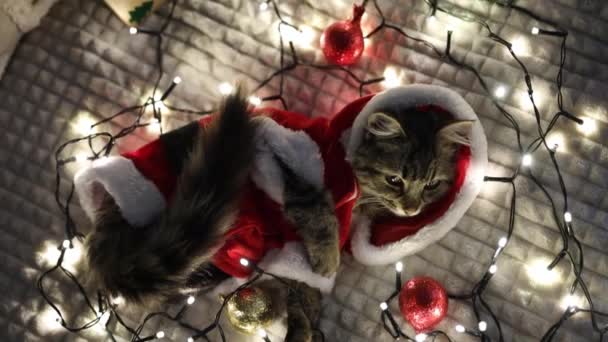 Piccolo Gattino Marrone Carino Vestito Come Babbo Natale Guarda Fotocamera — Video Stock