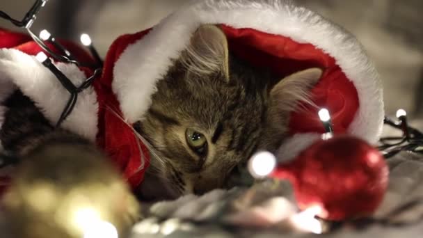 One Small Cute Brown Kitten Dressed Santa Claus Watches Moving — Stock Video