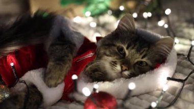 Noel Baba gibi giyinmiş küçük sevimli kahverengi bir kedi yavrusu, dinleniyor, etrafa bakıyor, etrafında yanan bir çelenk ve Noel ağacı süslemeleri ile geceleri kanepede uzanıyor.