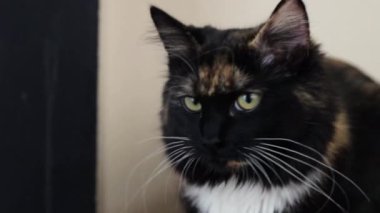 Güzel, pofuduk, üç renkli bir kedi bir kaideye oturur ve başını kameraya doğru çevirir. Yan görüntüye yakından bakmak için. Dinlenen kedi konsepti, evcil hayvan yaşam tarzı..