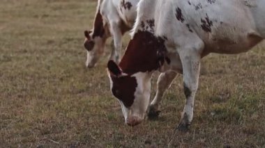 Arka taraftaki benekli inekler sakince otluyor ve akşam günbatımında çiftlikteki çimleri otlatıyorlar, yavaş çekimde yan gözle bakıyorlar..