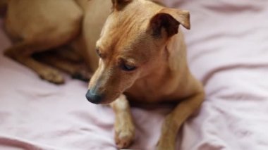 Güzel safkan pigme pinscher köpeği dinleniyor ve etrafa bakıyor, yatak odasındaki yatağa çıkmak istiyor, yavaş çekimde yan görüntü. Köpek yaşam tarzını kavra..