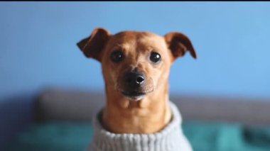 Gri bir Noel süveteri içinde güzel bir safkan kahverengi minyatür bir yatakta oturur ve neşeyle kameraya bakar, kuyruğunu sallar ve havlar, yavaşça yandan bakar.