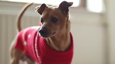 Kırmızı örgü Noel süveteri içinde güzel bir safkan kahverengi minyatür bir yatakta duruyor kuyruğunu sallıyor ve tarlanın derinliği ile yakın çekimde etrafa bakıyor. Evcil hayvan