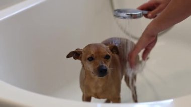 Güzel ve ıslak bir pigme pinscher banyoda duş alıyor ve beyaz bir genç kızın elleri onu temiz suyla yıkıyor, kafasını okşuyor ve kulaklarını kapatıyor.