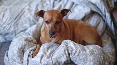 Güzel bir safkan minyatür pinscher bir yatakta bir battaniyeye uzanıyor ve ağız ağzını yalıyor ve geniş ve yakın çekimde tarlanın derinliği ile yavaş çekimde esnemeye başlıyor. Hayvan yaşam tarzı konsepti.