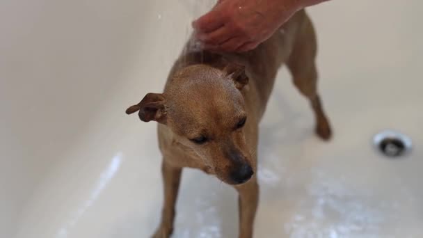 Güzel Islak Bir Pigme Pinscher Banyoda Duş Alıyor Elleri Beyaz — Stok video