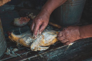 Tanınamayan orta yaşlı beyaz bir kadın, bir yaz akşamında ahırda dikilirken, doğranmış bir ördeğin kanatlarından tüyleri koparıp pişirmek için hazırlıyor..