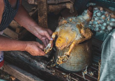 Tanınamayan orta yaşlı beyaz bir kadın, katledilmiş bir ördeğin derisini yüzüyor, pişirmek için hazırlıyor, bir yaz akşamında ahırda dikilirken, yakın çekimde.