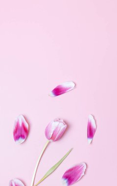 Etrafına yapraklar saçılmış bir lale, üzerinde fotokopi alanı olan pembe bir zemin üzerinde yatar..