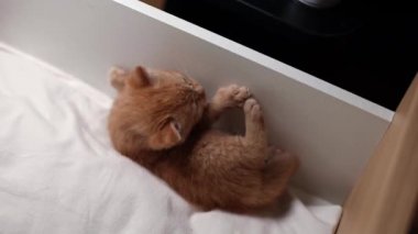 Tahta bir yatak kutusunda uzanmış, pençesiyle oynayan, yeni doğmuş küçük sevimli bir kızıl kedi yavrusu..