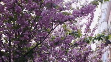 Çiçeklenen dalların güzel manzarası yumuşak pembe sakura çiçekleri ve rüzgarda sallanarak şehirde, yakın çekimde zoom yaparak.