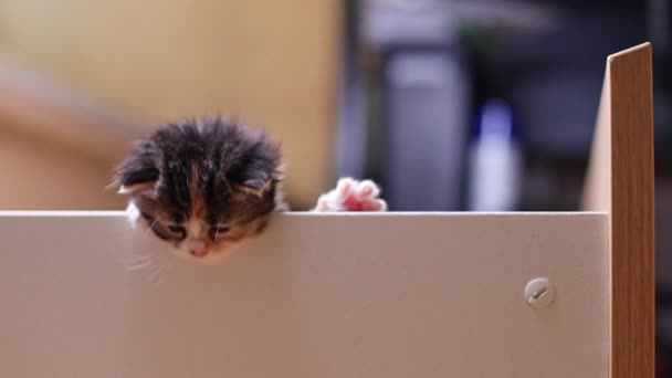 One Small Cute Fluffy Newborn Kitten Sitting Wooden Bed Box — Stock Video