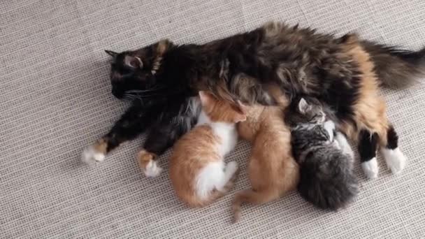 푹신한 고양이는 여름날 거실에서 가벼운 양탄자 누워있는 어머니 고양이의 우유를 — 비디오