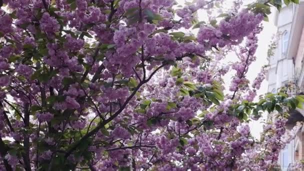 Piękny Widok Kwitnących Gałęzi Miękkimi Różowymi Kwiatami Sakury Kołysząc Się — Wideo stockowe