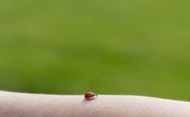 Güzel, küçük bir uğur böceği, bir yaz günü bulanık yeşil bir arka planda, beyaz bir adamın kıllı kolunda emekler..