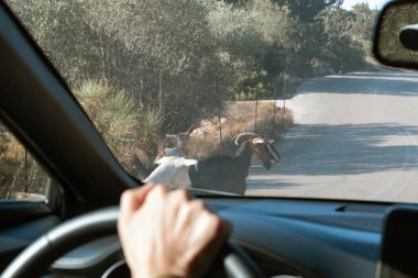 Güneşli bir yaz gününde, Yunanistan 'da bir adada, soldan karşıya geçen üç keçi bir arabanın önünde..