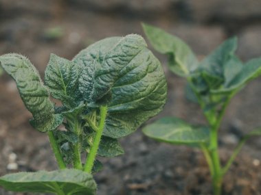 Genç, sulu ve yeşil patates tepelerinin güzel manzarası, tarlanın derinliği ile yakın çekim kenarı manzarası..