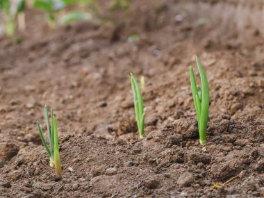 Siyah toprakta üç taze soğan filizinin güzel manzarası, tarlanın derinliği ile yakın çekim kenar görüntüsü..