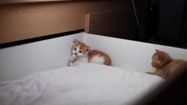 Küçük, tüylü, kırmızı ve beyaz bir kedi yavrusu tahta bir yatak kutusunda oturup patisini emiyor..