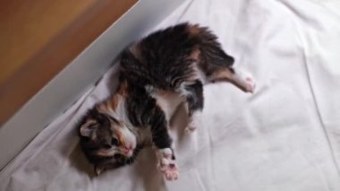 Tahta bir yatak kutusunda uzanmış, pençeleriyle oynayan, yeni doğmuş küçük, sevimli bir kedi yavrusu..