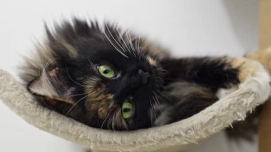 Yeşil gözlü, güzel, safkan bir kedi huzur içinde bir kedi yatağında uzanıyor..