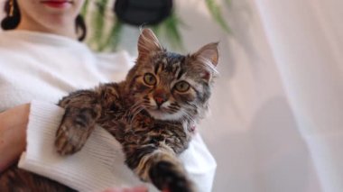 Beyaz kazaklı güzel bir beyaz kız, kollarında üç renkli bir kedi tutuyor ve patisini okşuyor, başını çeviriyor ve etrafına bakıyor, gün boyunca beyaz bir kediye karşı duruyor.