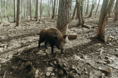 Bir yaban domuzu, Belçika 'nın Rochefort şehrinde ağaçlar arasında serbestçe dolaşır. Güneşli bir yaz gününde, yakın bir manzarada..