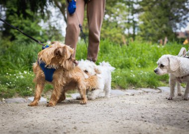 Köpeklerini tasmalarla gezdiren tanınmayan genç adamlar yaz günü şehir parkında karşılaşıyorlar..