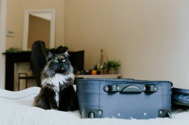 Güzel, uzun saçlı, safkan bir kedi yatak odasındaki bir bavulun yanında oturuyor ve dikkatlice yan tarafa bakıyor, aşağıdan yakından bakıyor..