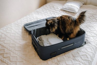 Güzel, uzun saçlı, safkan bir kedi, içinde eşyalar olan açık bir bavula biner. Bir yaz günü yatak odasındaki yatak odasında, yukarıdan yakından bakar..