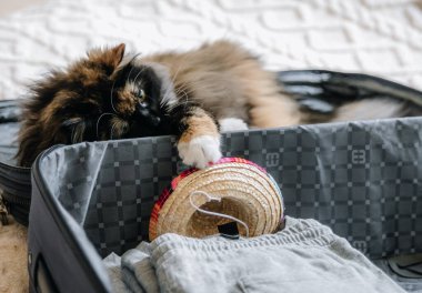 One beautiful long-haired purebred cat lies inside an open suitcase with things, which lies on the bed in the bedroom on a summer day and plays with one paw, catching a mini Meusikan hat with its clipart