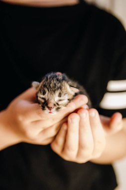 Siyah tişörtlü, küçük, tanınmayan beyaz bir kızın portresi. Yeni doğmuş bir kediyi bir yaz günü avuçlarında tutuyor. Yakından. Dünya Kedi Günü konsepti, yeni hayat.