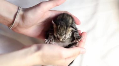 Avuçlarında yeni doğmuş, gözleri kapalı bir kedi yavrusu tutan, bir yaz günü etrafta takla atan, yakından yan gören, yavaş çekim yapan, tanımlanamayan beyaz bir kızın portresi. Dünya Kedi Günü konsepti, yeni hayat