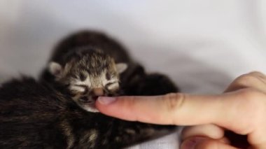 İki yeni doğmuş safkan kedi yavrusu birbirine sarılıyor ve tatlı tatlı uyuyor, bir yaz günü yatak odasında beyaz bir çarşafın üzerinde uzanıyor ve beyaz bir kız burnunu tek parmağıyla okşuyor.