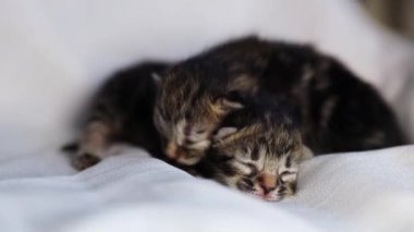 İki yeni doğmuş safkan kedi yavrusu birbirine sarılıyor ve hareket ediyor, annelerini arıyor, yaz günü yatak odasında beyaz bir çarşafta uzanıyor, yakın çekim, yavaş çekim. Dünya Kedi Günü