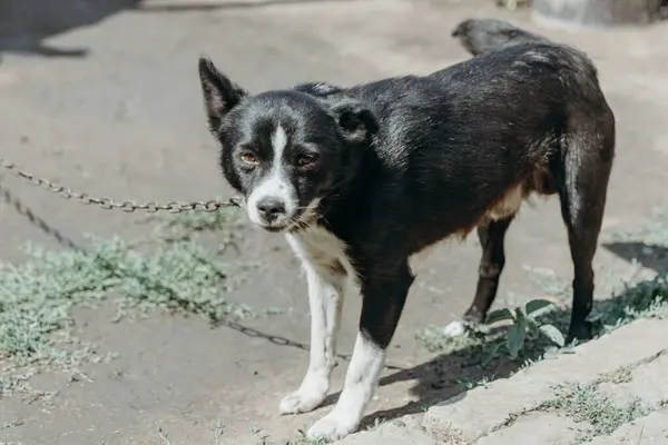 stock image Portrait of one yard dog with black and white spots on a chain standing in the backyard of a house on a summer sunny day and looking sadly at the camera, close-up side view. Concept of the lifestyle