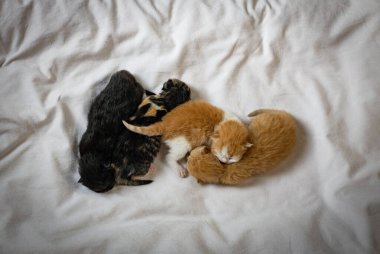 İki kırmızı ve iki yeni doğmuş siyah kedi beyaz bir yatakta uyuyorlar, düz yatıyorlar, yakın plan. Hayvan yaşam tarzı kavramı.